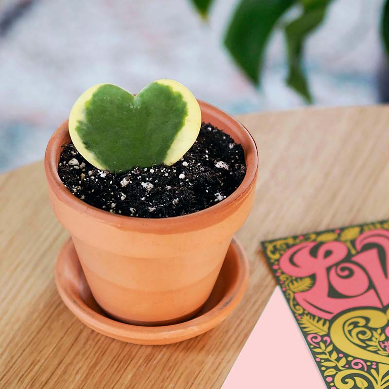 Potted Hoya Heart Plant